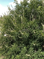 Aesculus californica