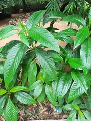 Tabernaemontana divaricata