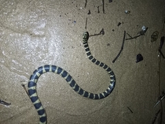 Hydrophis cyanocinctus
