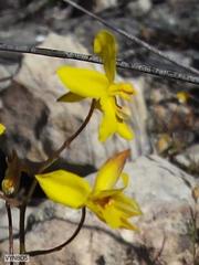 Cyanella lutea lutea