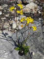 Cyanella lutea lutea