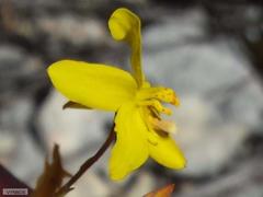 Cyanella lutea lutea