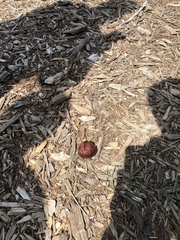 Aesculus californica