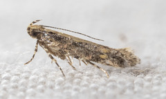 Aristotelia rubidella