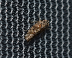Dixianus utahnus