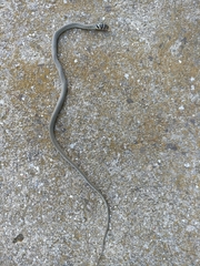 Hierophis viridiflavus