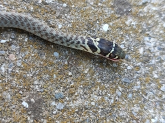 Hierophis viridiflavus