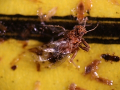 Bactericera maculipennis