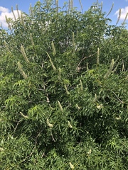 Aesculus californica