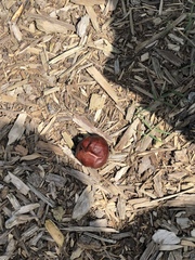 Aesculus californica