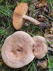 Lactarius ruginosus