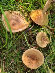 Lactarius ruginosus