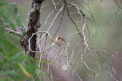 Acanthiza inornata