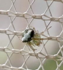Araneus miniatus