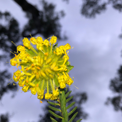 Pimelea suaveolens