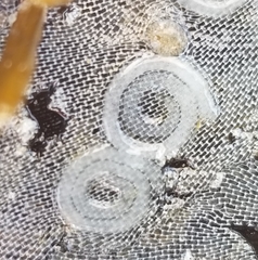 Corambe