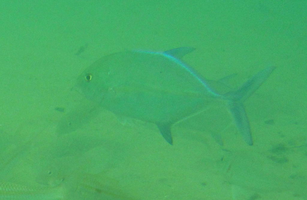 Bluefin trevally