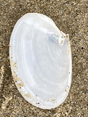 Periploma planiusculum