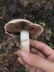 Agaricus cappellianus