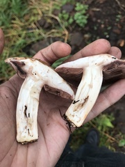 Agaricus cappellianus