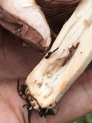 Agaricus cappellianus