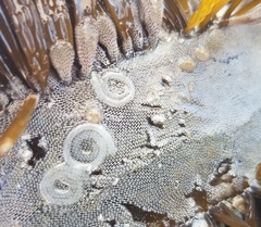 Corambe