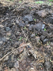 Agaricus cappellianus