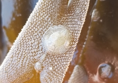 Corambe