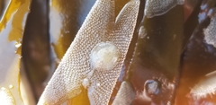 Corambe