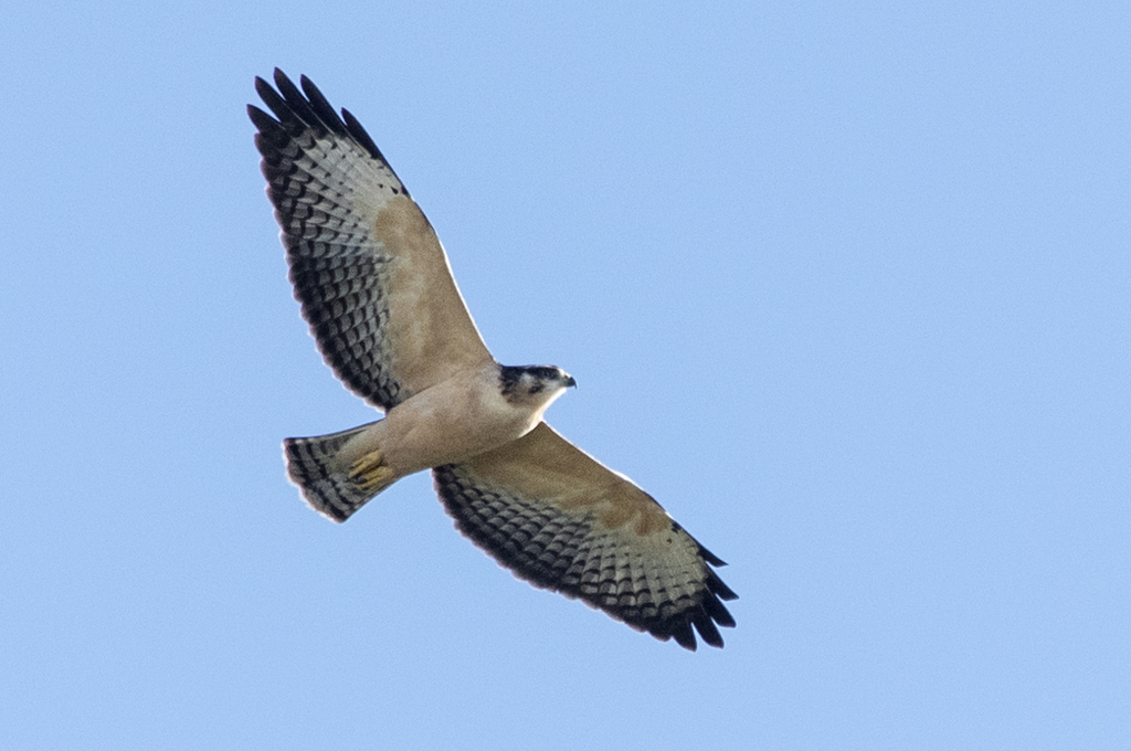 Short-Tailed Hawk