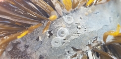 Corambe