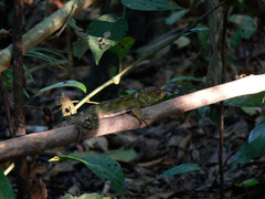 Enyalioides laticeps