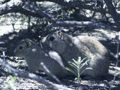 Microcavia australis