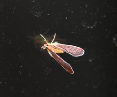 Anotia firebugia