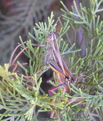 Eyprepocnemis plorans