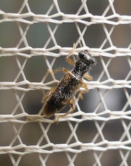 Phyllobaenus pallipennis