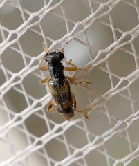 Phyllobaenus pallipennis