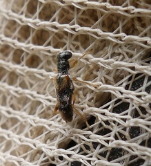 Phyllobaenus pallipennis