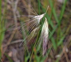 Bouteloua megapotamica