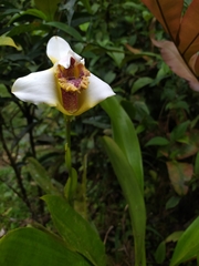Maxillariinae
