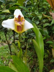 Maxillariinae