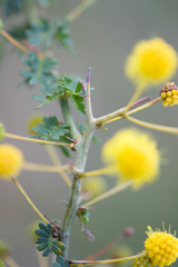 Acacia pulchella