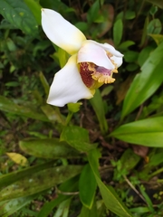 Maxillariinae