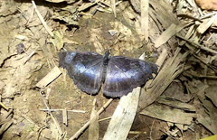 Laringa horsfieldii