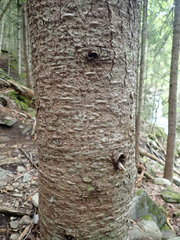 Abies balsamea image