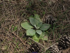 Verbascum rotundifolium rotundifolium