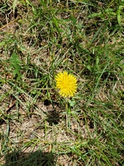 Taraxacum officinale