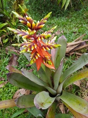 Aechmea retusa
