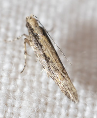 Aristotelia rubidella