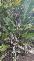 Bactris major